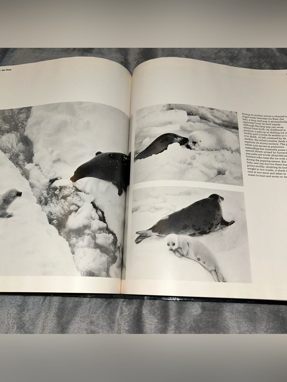 Time Life Books The Northeast Coast American Wilderness 1973 Vintage Hardcover - Picture 11 of 15